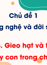 Chủ đề 1 - Bài 5 Gieo hạt và trồng cây con trong chậu